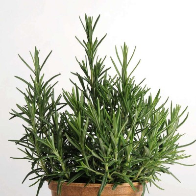 Rosemary Seeds - 20 Seed Packet - Heirloom Herb Garden Seeds - Non-GMO Culinary Herb Gardening - Ornamental and Edible Perennial Herb   566879965